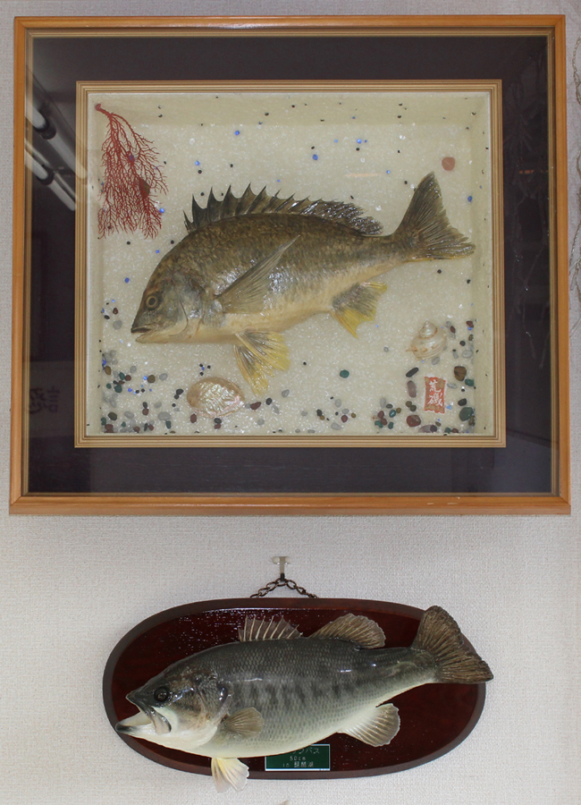 �{���̋��̔����ł��B