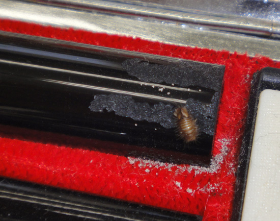 �J�c�I�u�V���V�̗c���炵���ʐ^�P