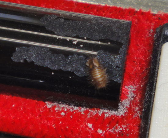 �J�c�I�u�V���V�̗c���炵���ʐ^�Q